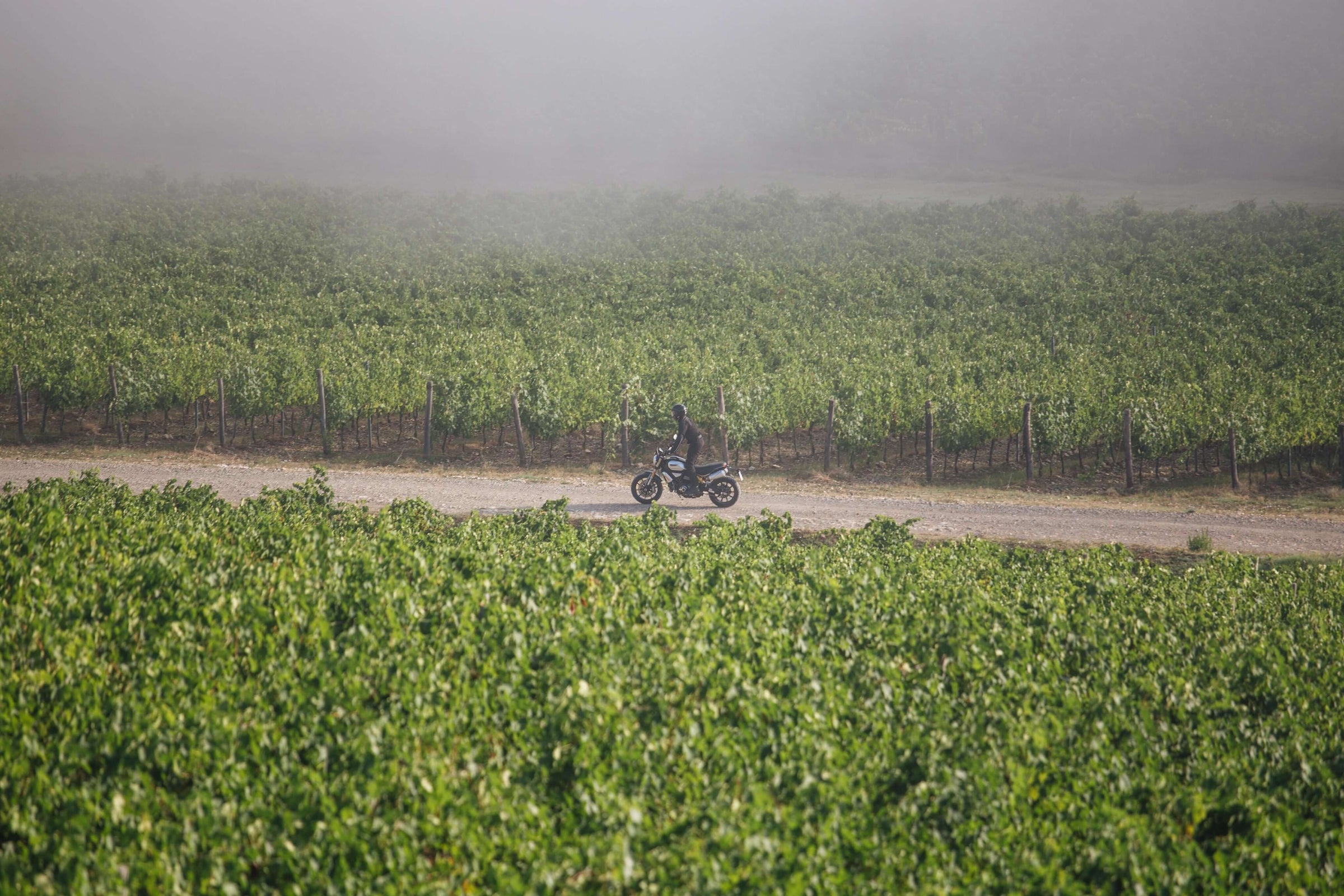 Vinplanter